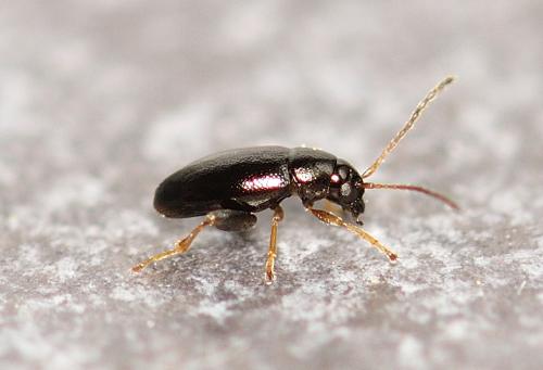 Réf. 320 379 : Longitarsus sp.